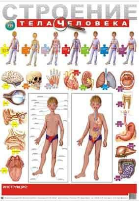 Плакат - Строение тела Человека