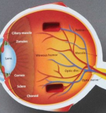 Модель глаза человека (анатомическая)