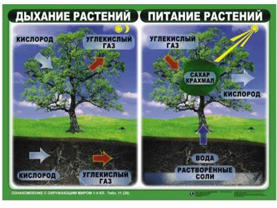 Комплект Таблиц - Ознакомление с Окружающим миром