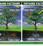 Комплект Таблиц - Ознакомление с Окружающим миром