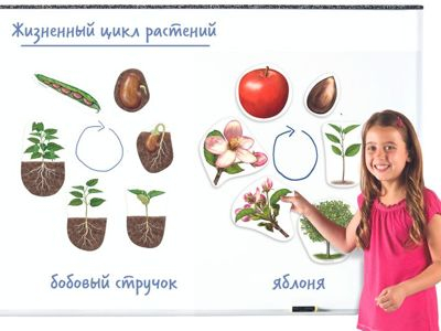  Жизненный ЦИКЛ Растений, магнитный