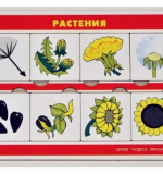 Чудеса приображения - Растения