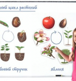  Жизненный ЦИКЛ Растений, магнитный