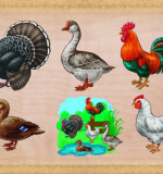 Пазлы вкладыши 