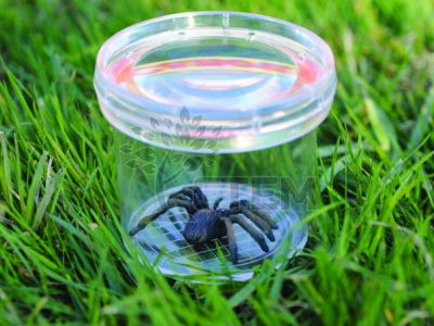  Баночка для изучения Насекомых ГеоСафари