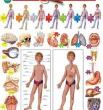 Плакат - Строение тела Человека