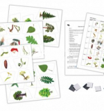 Карточки к кругам Луллия .