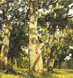 Шедевры Государственной Третьяковской галереи (22 репродукции). Комплект репродукций