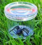 Баночка для изучения Насекомых ГеоСафари