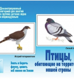 Птицы, обитающие на территории нашей страны