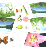 Карточки к кругам Луллия .