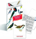 Карточки дидактические - Городские Птицы