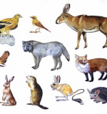 Набор - Животные СТЕПИ