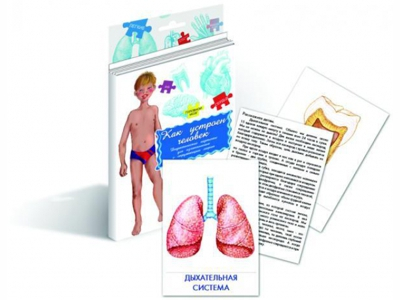  Карточки дидактические - Как устроен Человек?