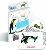 Животные Арктики и Антарктики (карточки)