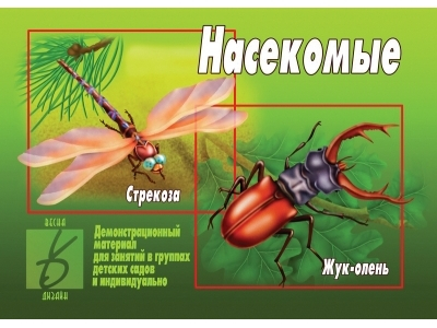 Насекомые 